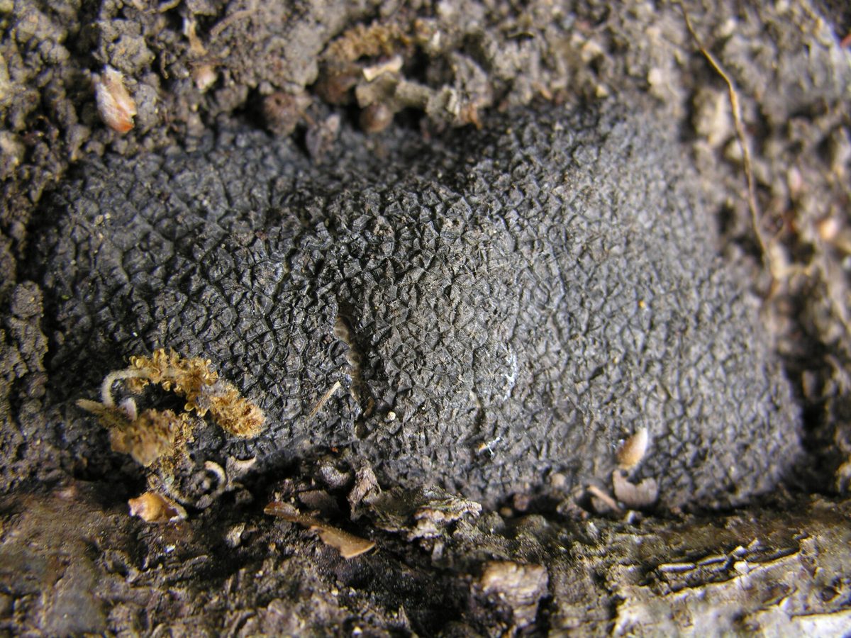 trufa negra